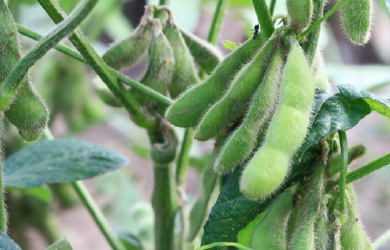 野菜